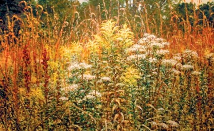 Showy Goldenrod (SOLD)