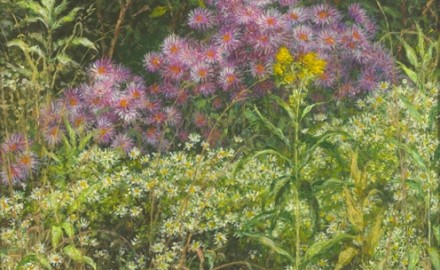 Asters