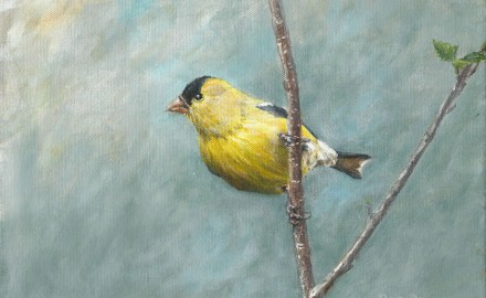 American Goldfinch (SOLD)