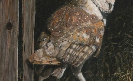 Barn Owl in the Old Barn (SOLD)