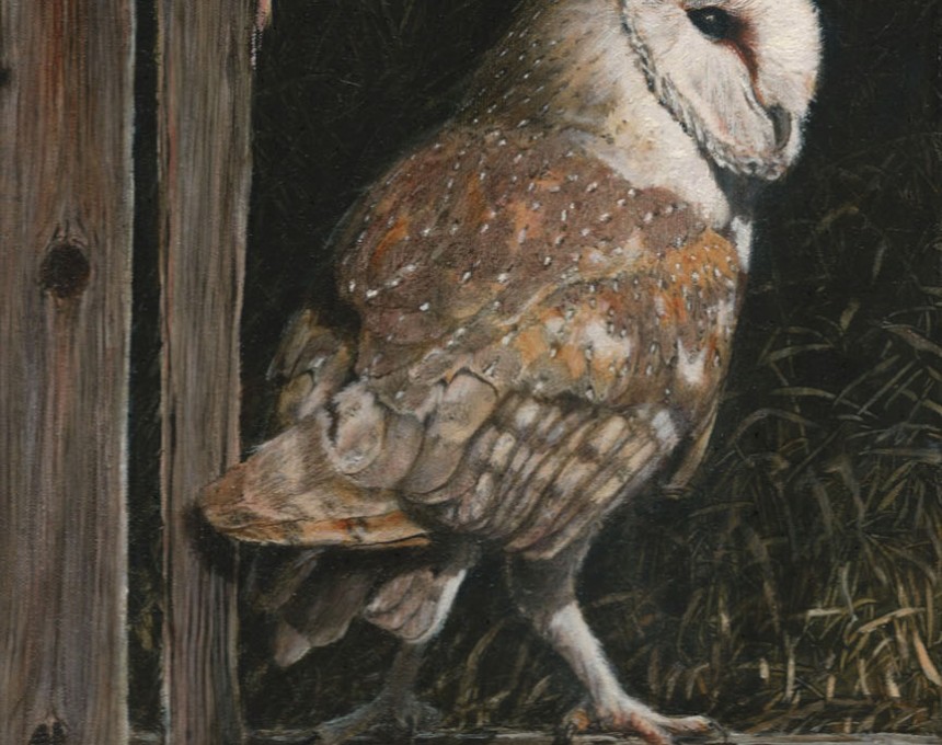 Barn Owl in the Old Barn (SOLD)