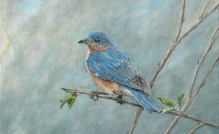 Eastern Bluebird (SOLD)