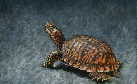 Eastern Box Turtle (SOLD)