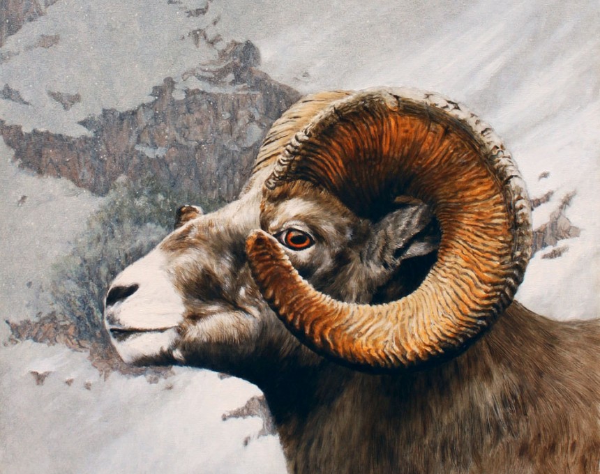 High County Bighorn