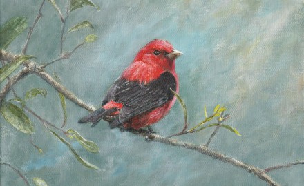 Scarlet Tanager (SOLD)