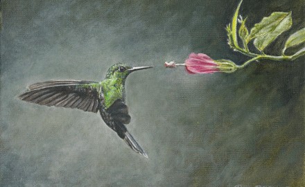 Striped-Tailed Hummingbird