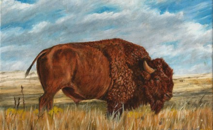 Study of an American Bison