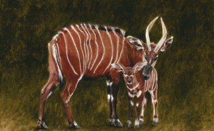 Mountain Bongo