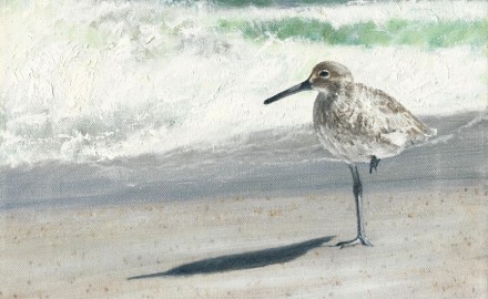 Portrait of a Sandpiper (SOLD)