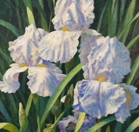 Bearded Iris (Flags)