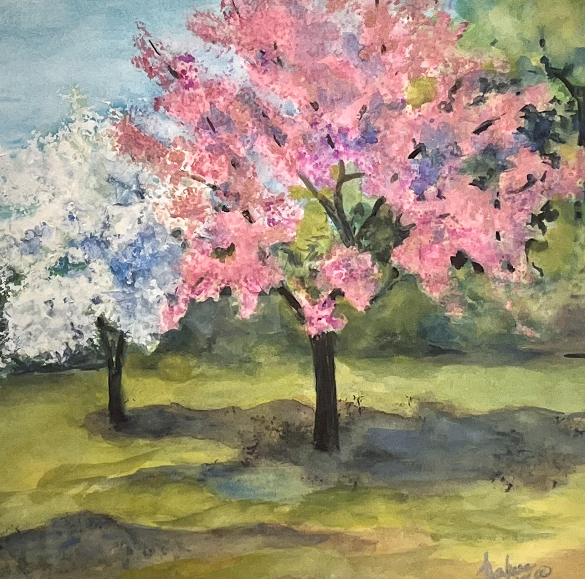 Cherry Blossom, St. Louis