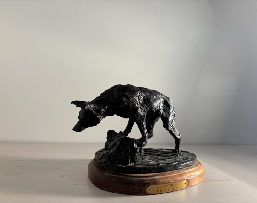 Coyote